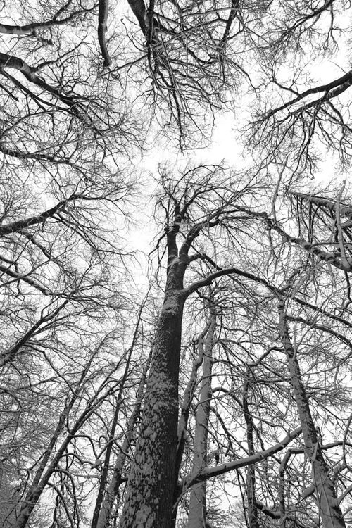 Free A dramatic upward perspective of leafless trees in winter, black and white. Stock Photo