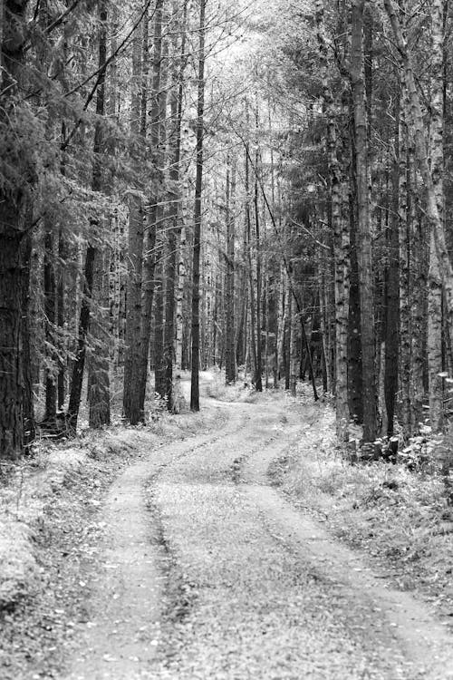 Základová fotografie zdarma na téma černobílý, dřevo, les