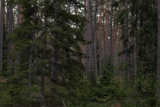 Explore the tranquility of a dense coniferous forest with towering trees and lush greenery.
