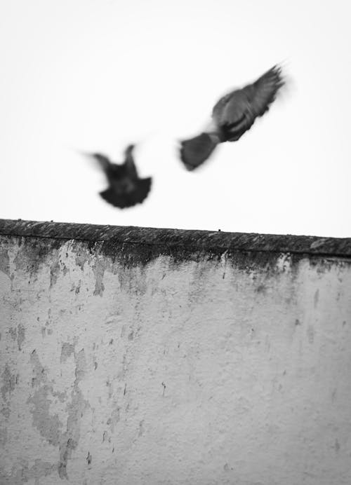 Two pigeons taking off from an old wall