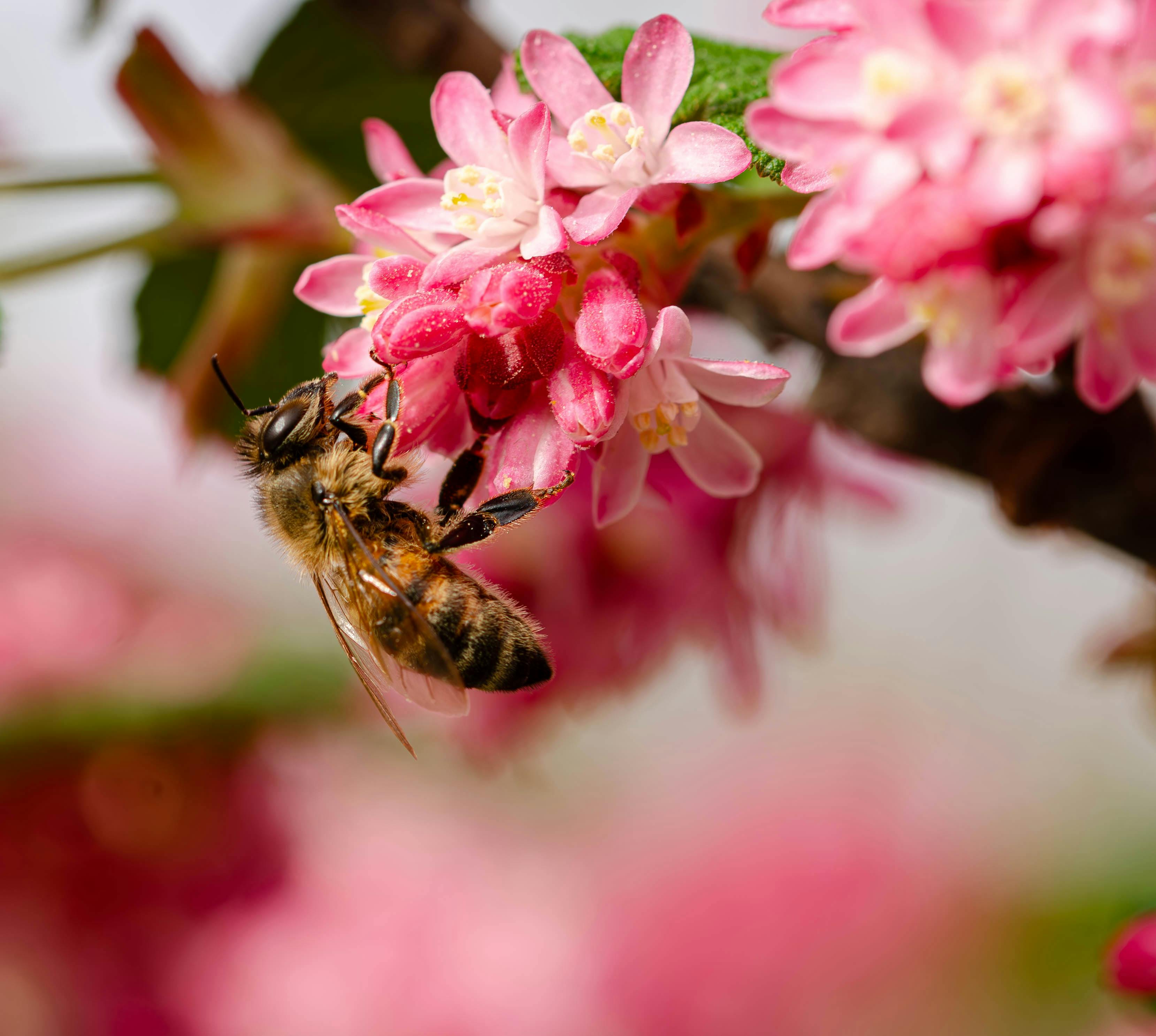 A detailed close-up of a bee gathering pollen from vibrant pink flowers.