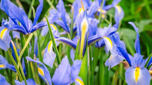 iris, planta içeren Ücretsiz stok fotoğraf