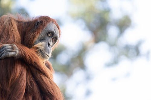 Orangutan in Nature