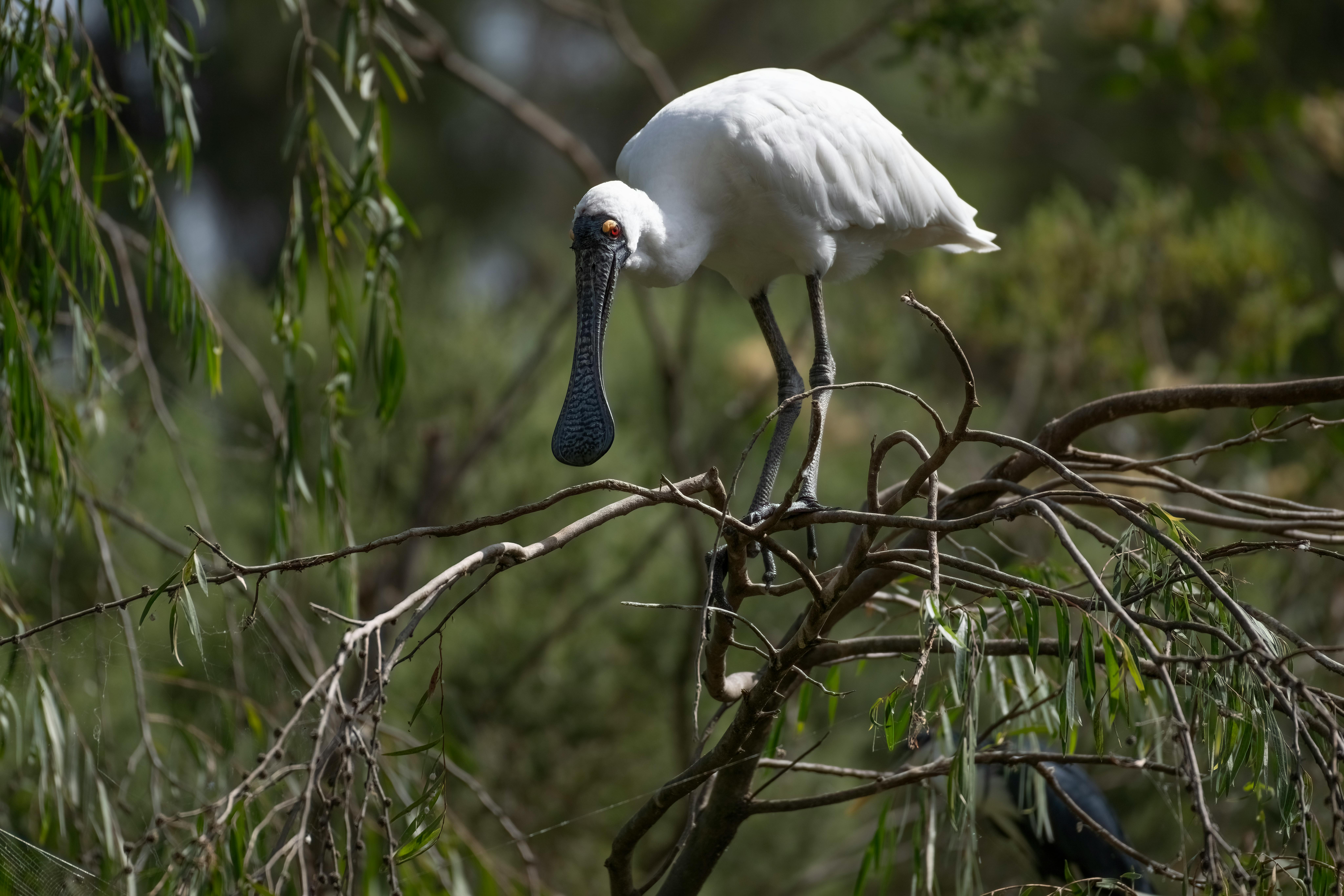 Black-Faced Spoonbill Wintering — Junam Reservoir Korea