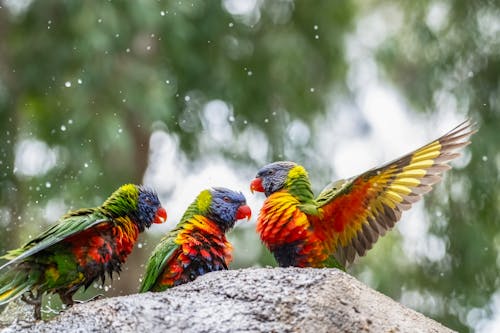 天性, 岩石, 彩虹澳洲鹦鹉 的 免费素材图片