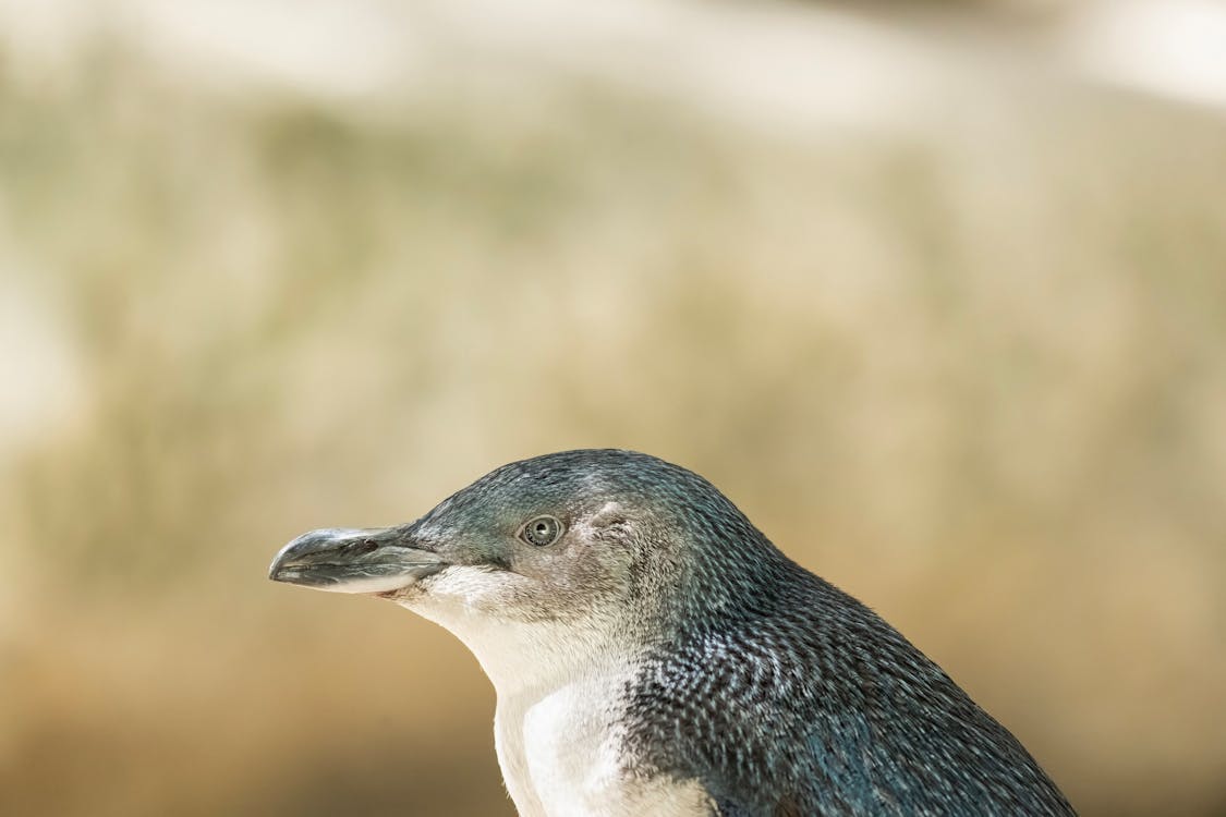 企鵝, 動物攝影, 天性 的 免費圖庫相片