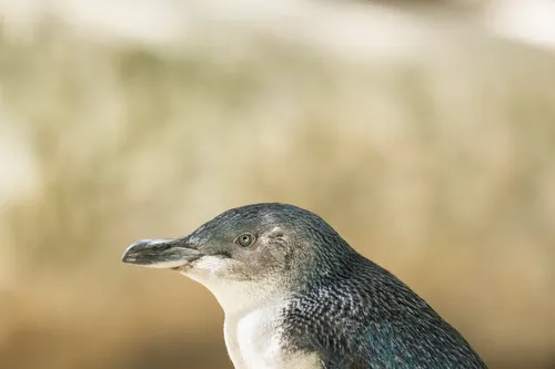 New Zealand Caps Yellow-Eyed Penguin Net Deaths at Four