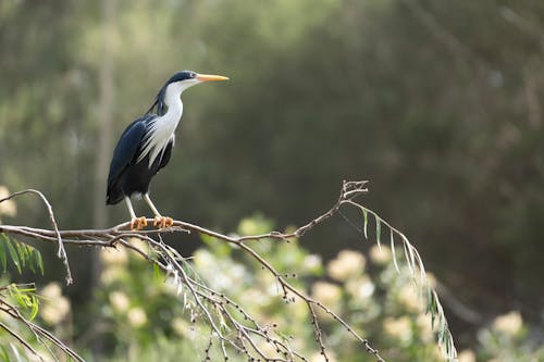 Gratis stockfoto met beest, bonte reiger, detailopname