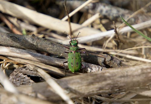 Free Close-up of a green tiger beetle on a forest floor in Sarnen, showcasing nature's intricate detail. Stock Photo