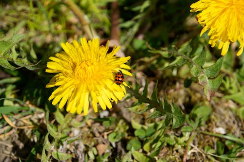 Ingyenes stockfotó beetle, gyár, rovar témában