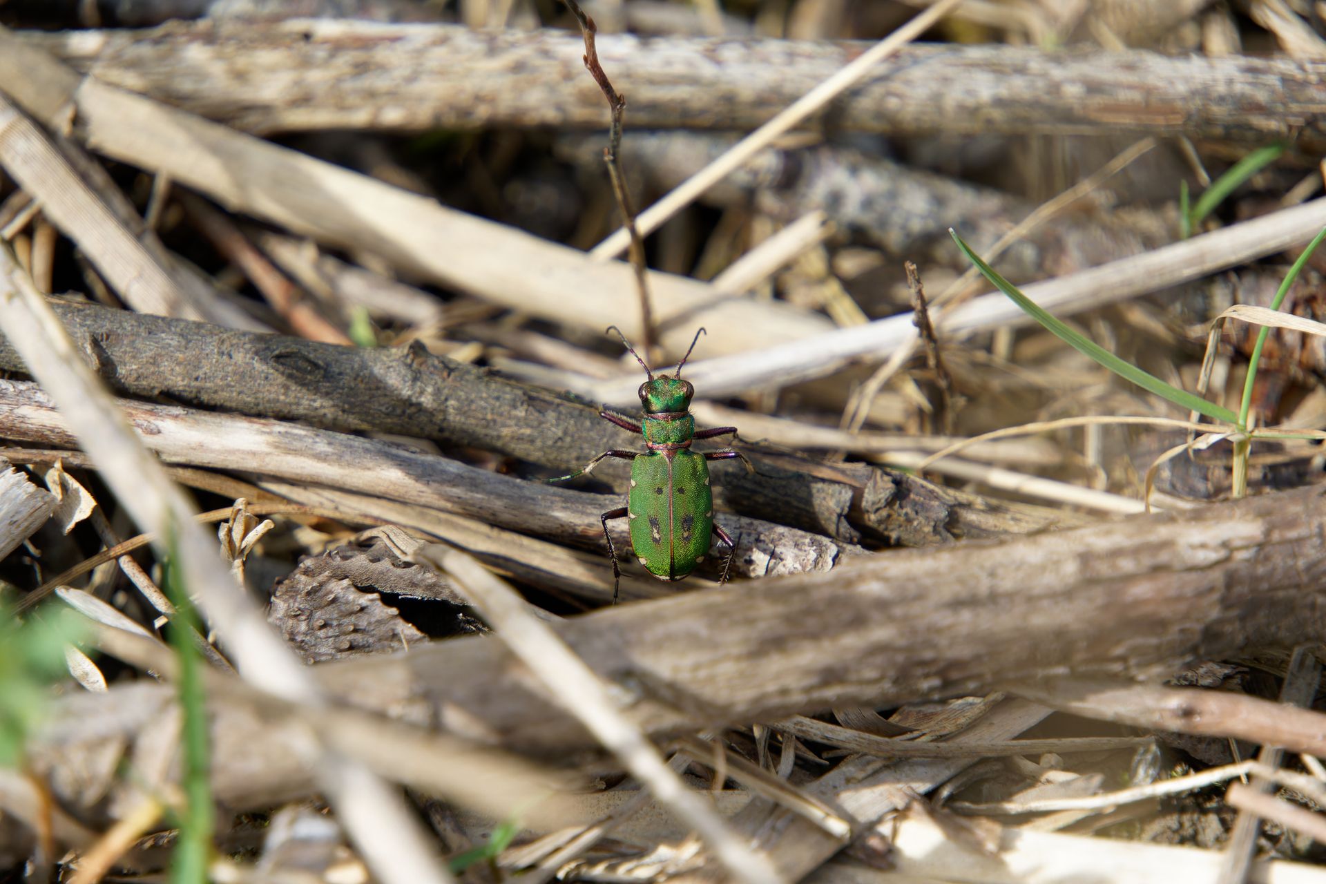 Close-up of a green tiger beetle on dry branches, showcasing its natural habitat in Swiss wildlife.