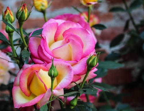 คลังภาพถ่ายฟรี ของ กลีบดอก, ดอกกุหลาบ, ดอกไม้