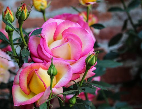 Foto profissional grátis de cor-de-rosa, flores, foco seletivo