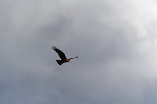 mäusebussard, 날개, 날개 길이의 무료 스톡 사진