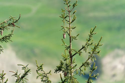 Gratis lagerfoto af grene, natur, selektivt fokus