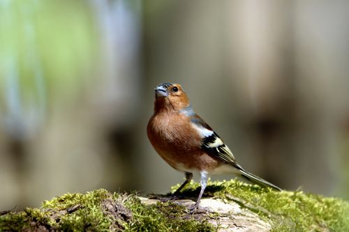 Free A close-up of an Eurasian Chaffinch perched on a mossy log. Ideal for wildlife enthusiasts. Stock Photo