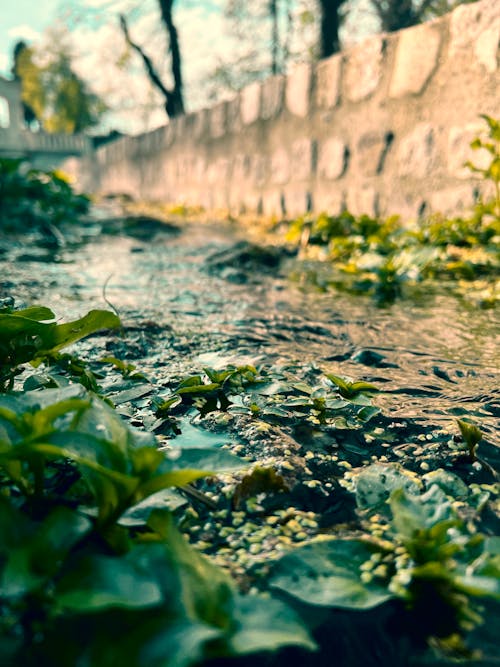 Kostnadsfri bild av blad bakgrund, flod, makro natur