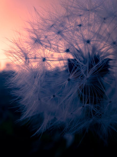 Fotos de stock gratuitas de diente de león, estética del atardecer, flor