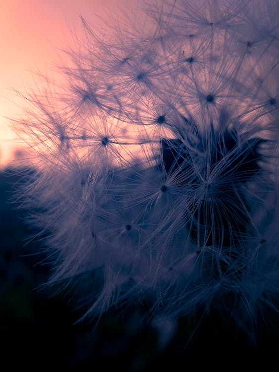 Gratis stockfoto met bloem, macro bloemen, macro natuur