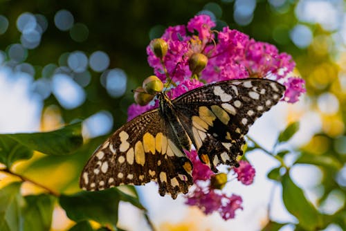 Ảnh lưu trữ miễn phí về bướm vôi, chụp ảnh động vật, chụp ảnh động vật hoang dã