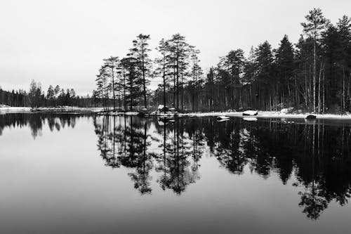 Gratis lagerfoto af natur, refleksion, skov