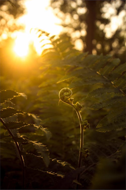 Kostnadsfri bild av anläggning, löv, natur