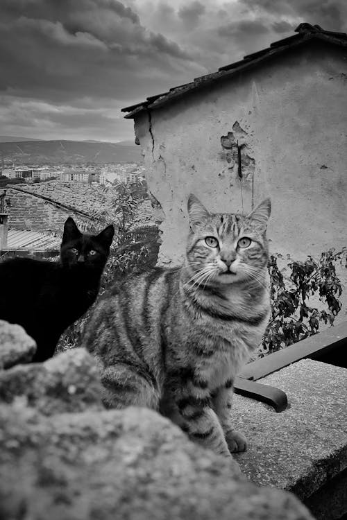 Two cats sitting on a wall in black and white