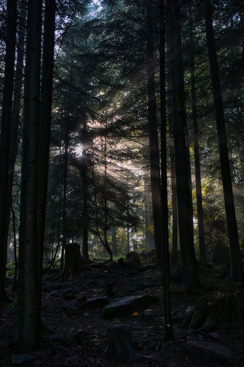 ağaçlar, dikey atış, doğa içeren Ücretsiz stok fotoğraf