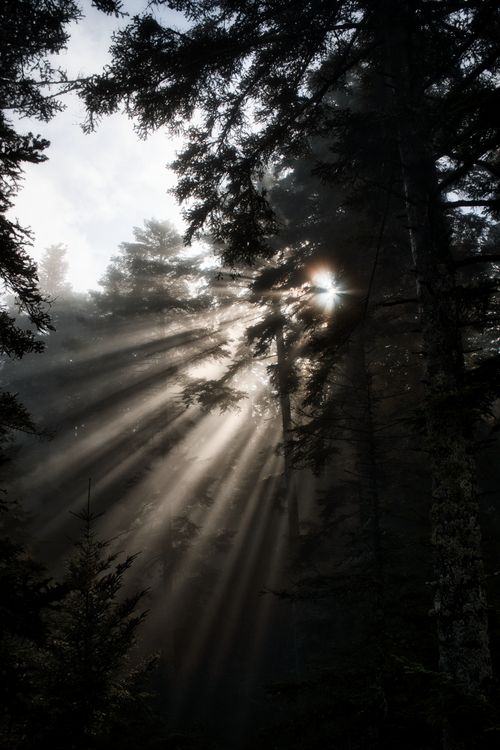 Free Sunlight beams through the dense evergreen forest in Bad Wildbad, Germany, creating a tranquil and mystical ambiance. Stock Photo