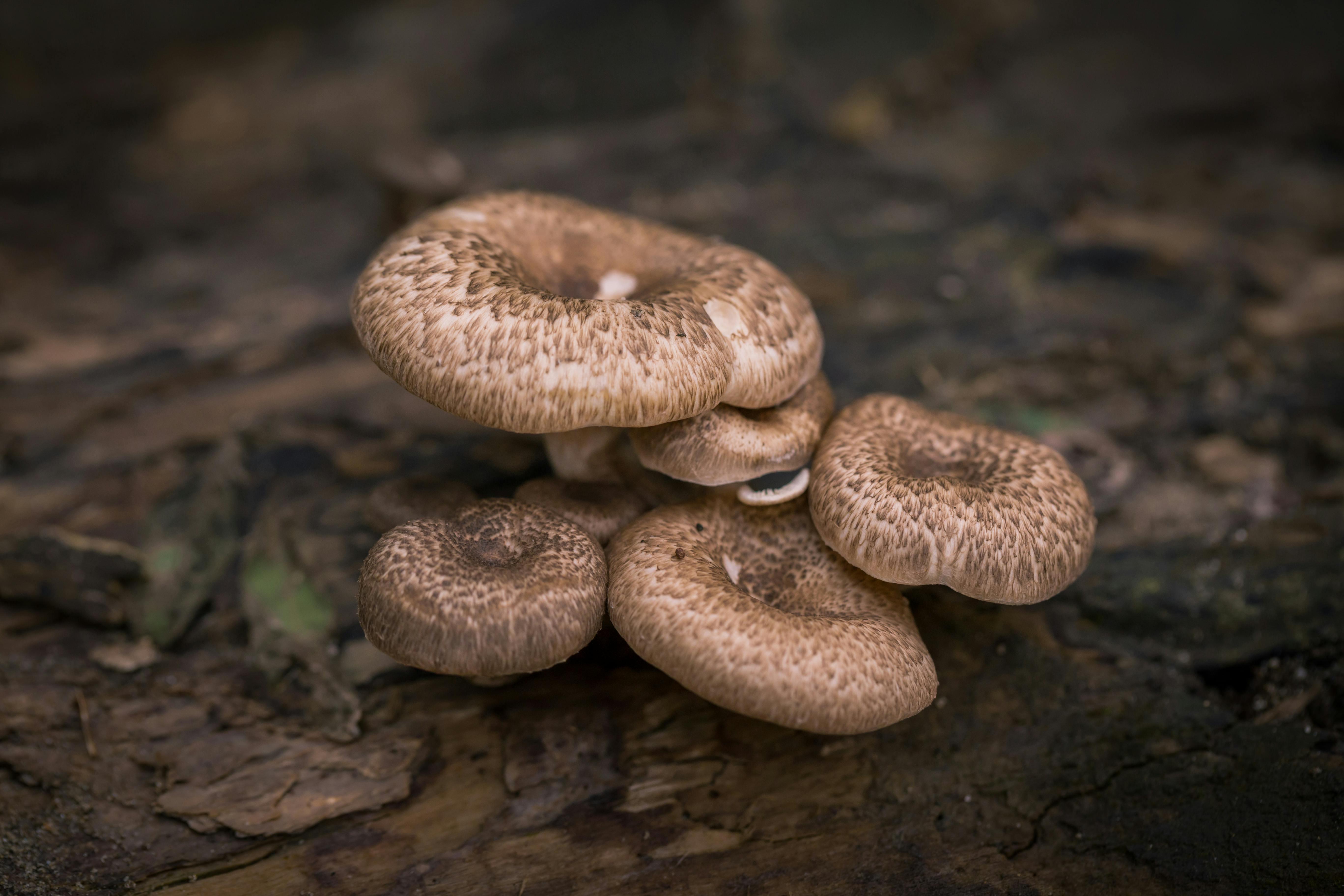 Free Browm Mushrooms Stock Photo