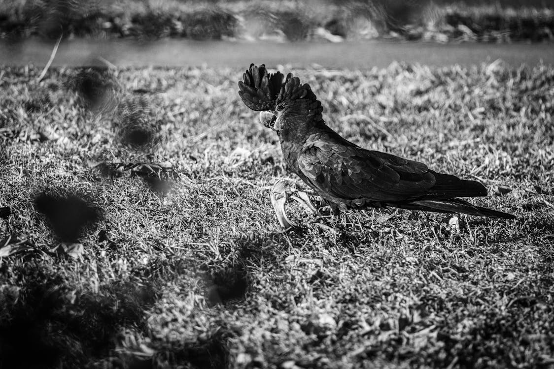 Foto stok gratis alam yang indah, burung, hitam & putih