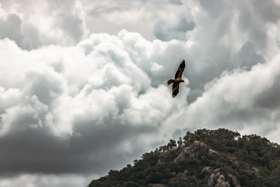 Kostenloses Stock Foto zu adler, frei, freiheit