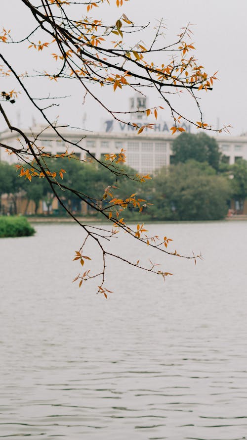 公園, 冬季, 分公司 的 免費圖庫相片