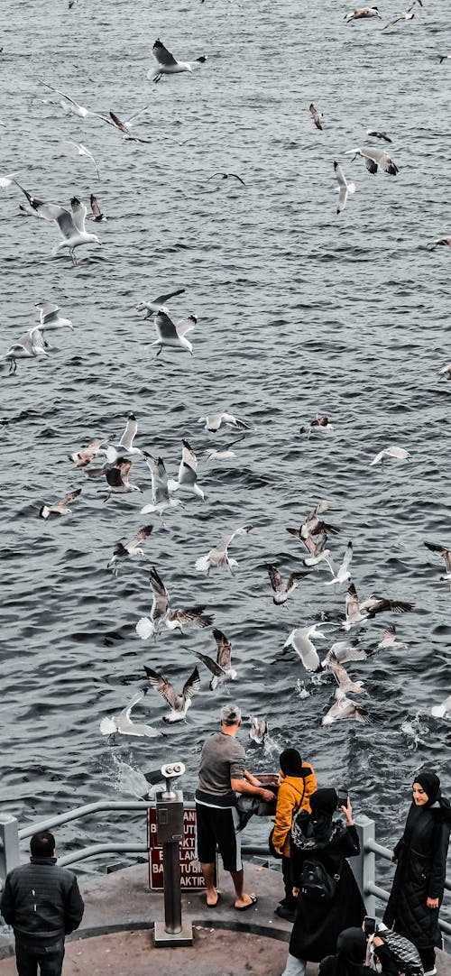 People standing on the pier watching birds fly over them