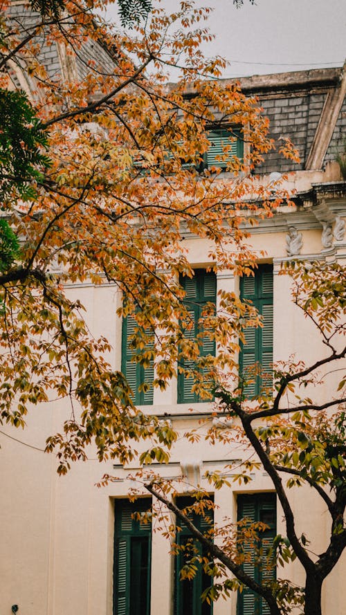 Imagine de stoc gratuită din arbori, cădere, fotografiere verticală