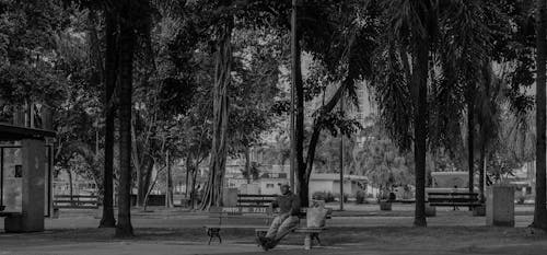 パーク, プラザ, 公園のベンチの無料の写真素材