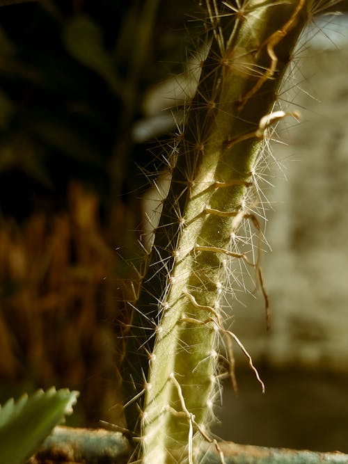 A close up of a cactus plant with long needles