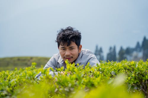 A young man is sitting in a field of tea plants