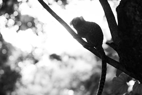 Imagine de stoc gratuită din alb-negru, estetic, macaco