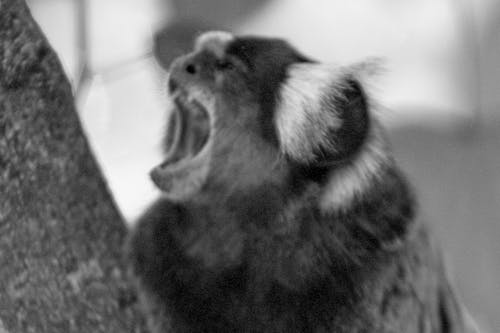 Gratis lagerfoto af æstetisk, æstetisk natur, macaco