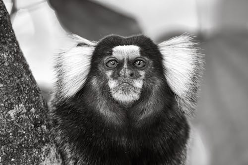 Darmowe zdjęcie z galerii z czarno-biały, fotografia przyrodnicza, fotografia zwierzęcia