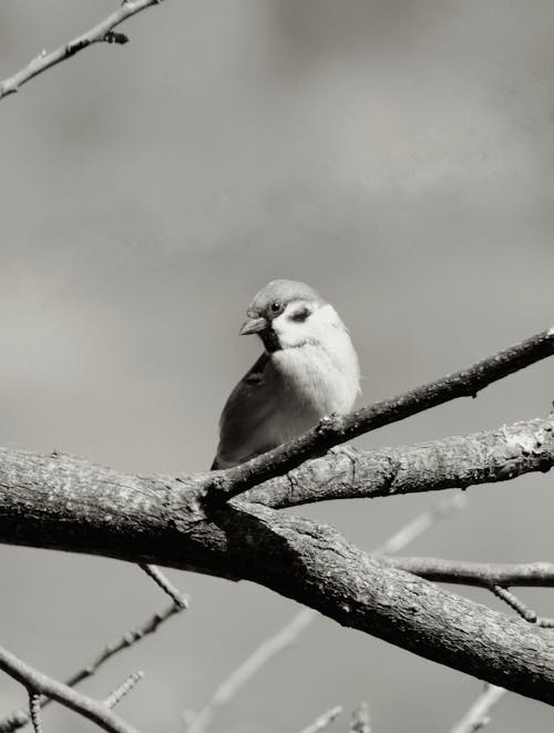 Foto profissional grátis de árvore, ave, escala de cinza