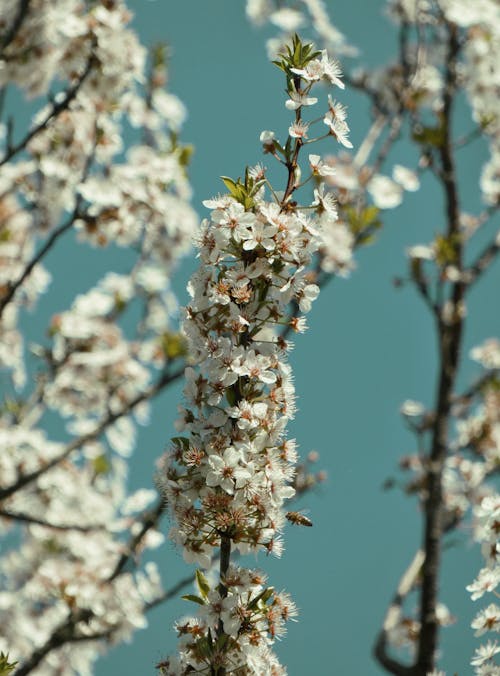 Immagine gratuita di albero da frutta, bocciolo, fiore bianco