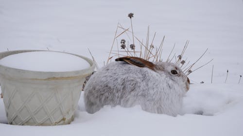 Foto d'estoc gratuïta de conill blanc, conillet, constipat