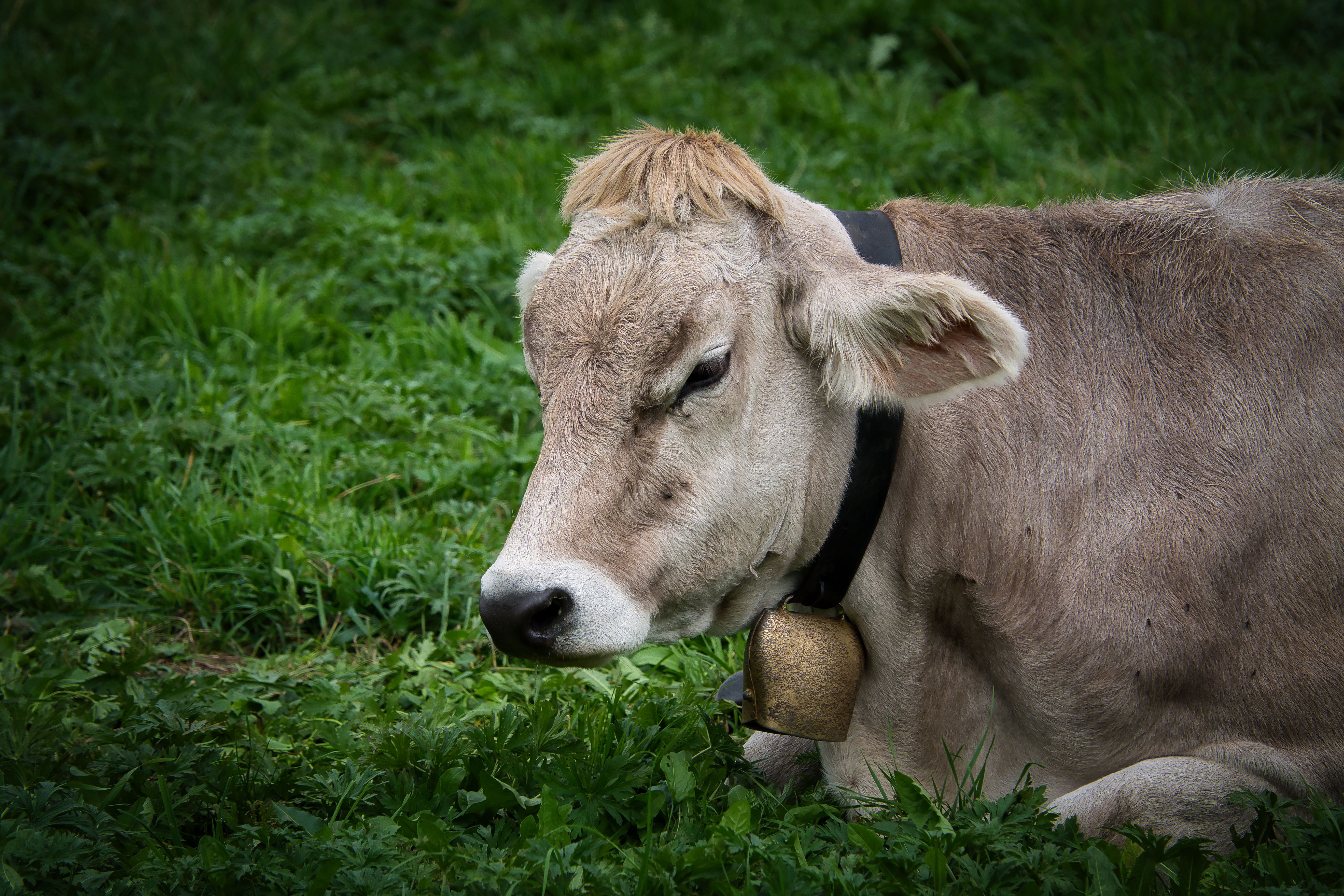Veterinarian examining a cow during a checkup