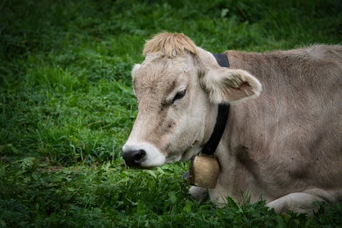 Free Relaxing cow Stock Photo