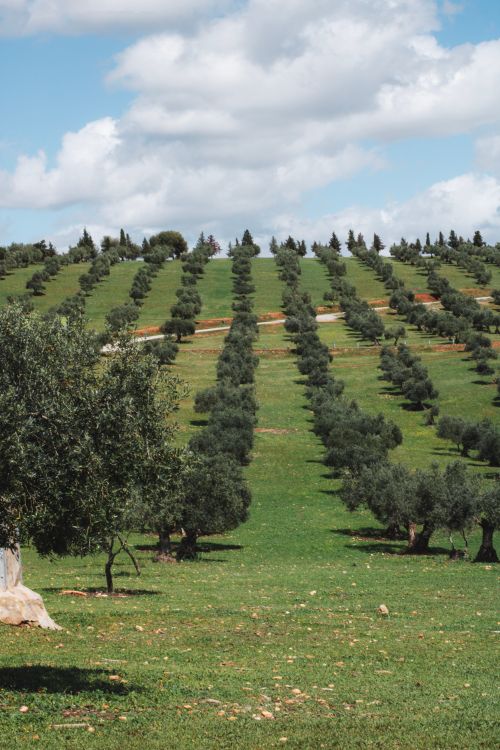Free Lush olive orchard on a hillside under a bright sky in Granada, Spain. Stock Photo
