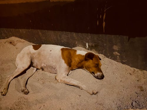 kahverengi köpek, köpekler, uyumak içeren Ücretsiz stok fotoğraf