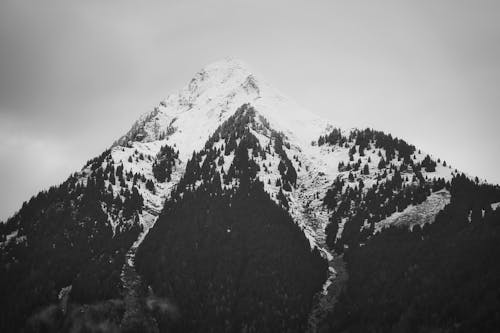 Immagine gratuita di alberi, bianco e nero, boschi