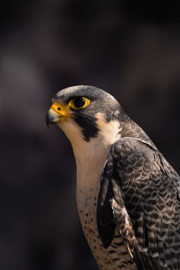 Close Up Photography Of Falcon Free Stock Photo close-up-photography-of-falcon-free-stock-photo